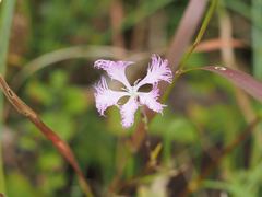 Dianthus longicalyx