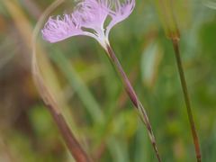 Dianthus longicalyx