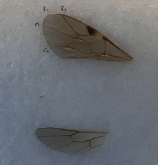 Ctenopelmatinae