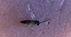 Ctenopelmatinae