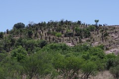 Aloe ferox