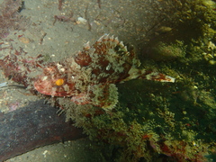 Scorpaena notata