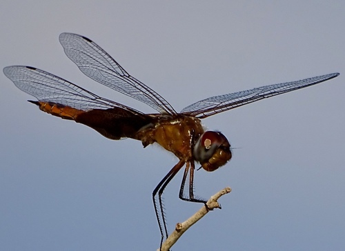 Red Saddlebags photo 4