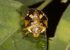 Chinavia marginata