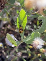 Paranapiacaba connexa