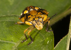 Chinavia marginata