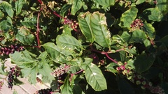 Phytolacca americana