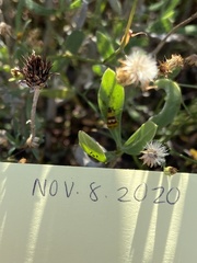 Paranapiacaba connexa