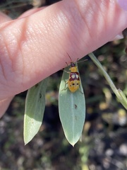 Paranapiacaba connexa