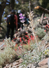Lupinus magnificus magnificus