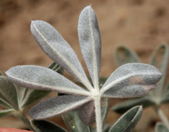 Lupinus magnificus magnificus