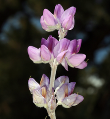 Lupinus magnificus magnificus