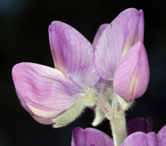 Lupinus magnificus magnificus