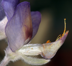 Lupinus magnificus magnificus