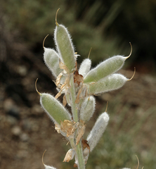Lupinus magnificus magnificus