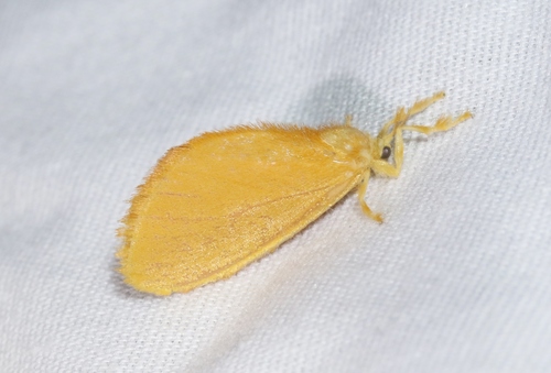 Dalcerides ingenita (Edwards, 1882)