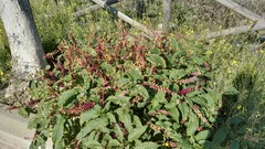 Phytolacca americana
