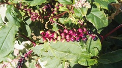 Phytolacca americana