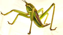 Terpandrus calperum