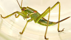 Terpandrus calperum