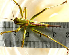 Terpandrus calperum