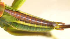 Terpandrus calperum
