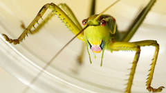 Terpandrus calperum