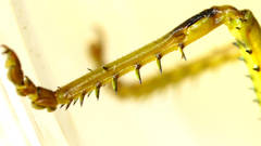 Terpandrus calperum