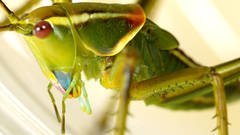 Terpandrus calperum