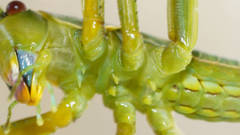 Terpandrus calperum
