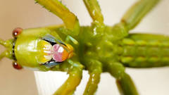 Terpandrus calperum