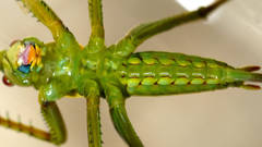 Terpandrus calperum