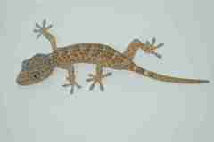 Gekko gecko