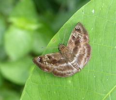 Quadrus cerialis