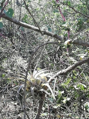 Tillandsia utriculata