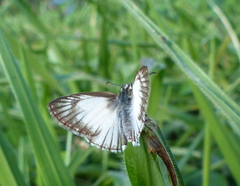 Mestra hersilia