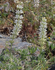 Lupinus densiflorus