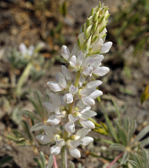 Lupinus densiflorus