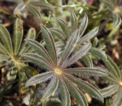 Lupinus densiflorus