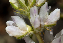 Lupinus densiflorus