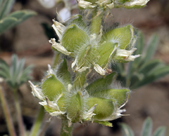 Lupinus densiflorus