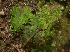 Hymenophyllum scabrum
