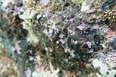 Vulsella