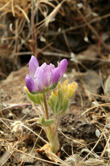Lupinus microcarpus microcarpus