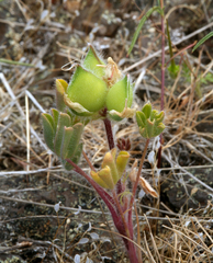 Lupinus microcarpus microcarpus