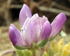 Lupinus microcarpus microcarpus