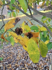 Stewartia serrata