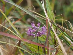 Allium thunbergii