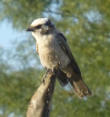 Eurocephalus anguitimens