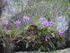Laelia anceps